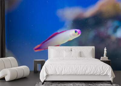 Nemateleotris decora - Elegant firefish Wall mural