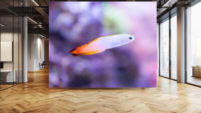 Nemateleotris decora - Elegant firefish Wall mural