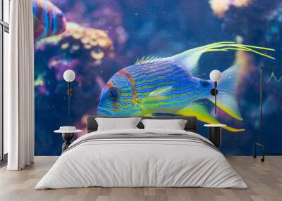 Snapper - Symphorichthys spilurus Wall mural