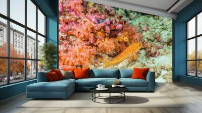 Red grouper among the corals on the bottom of the Indian ocean. Wall mural