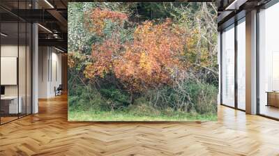 The forest in autumn Wall mural