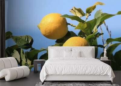 two lemons Wall mural