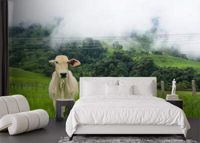 Cebu cow in a green pasture looking at camera . Forest and mist in the background Wall mural