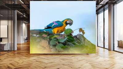 Blue-and-yellow macaw (Ara ararauna), also known as the blue-and-gold macaw, is a large Neotropical parrot. Malagana, Bolivar department. Wildlife and birdwatching in Colombia Wall mural