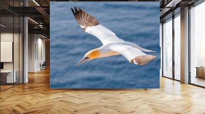 northern gannet (sula bassana), beautiful flying sea bird with water in the background, helgoland is Wall mural