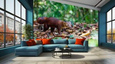 Ring-tailed mongoose,  Galidia elegans, carnivoran native to Madagascar. Farankaraina. Madagascar Africa Wildlife and wilderness Wall mural