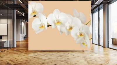 romantic branch of white orchid Wall mural