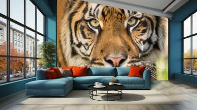 Sumatran Tiger, Panthera tigris sumatrae Wall mural