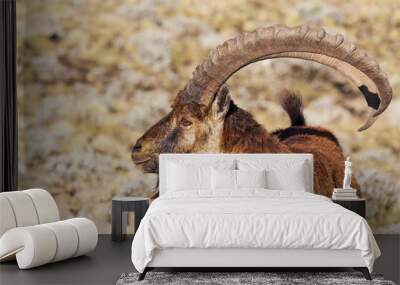 Very rare Walia ibex, Capra walia, one of the rarest ibex in world. Only about 500 individuals survived in Simien Mountains National park in Northern Ethiopia, Africa Wall mural