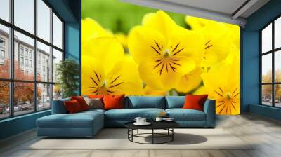 yellow pansy flowers Wall mural