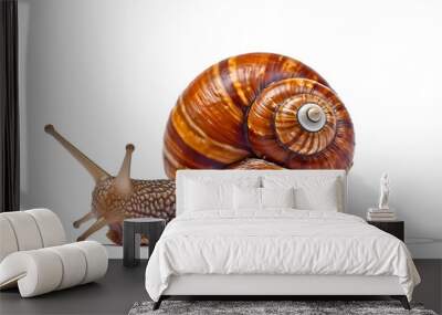 snail on a white background Wall mural