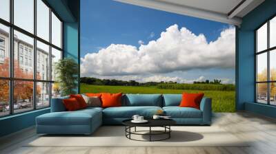 Beautiful Green rice fields  with contrasting  Cloudy skies Wall mural