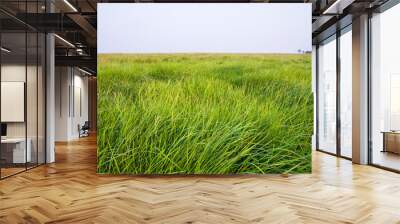 Natural Landscape view of green long grass plant with  the blue sky Wall mural