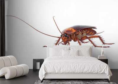 Cockroach bug insect brown with antenna. 3D rendering Wall mural