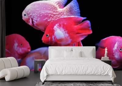 hybrid Red and white Parrot Cichlid are swimming in freshwater aquarium. blood parrot cichlid is a hybrid between midas and redhead cichlid. Wall mural