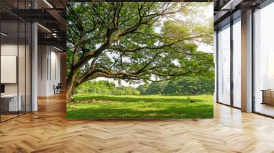 The greenery leaves branches of big Rain tree sprawling cover on green grass lawn under sunshine morning, plenty trees on background in the publick park Wall mural