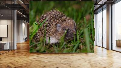 A hedgehog hide in the garden.Hedgehog looking for food.Wildlife in Europe.West european hedgehog,rinaceus europaeus,on a green meadow.Summer night.Closeup. Wall mural