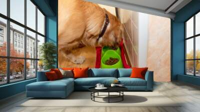 Cheerful golden retriever labrador enjoying breakfast.Adorable dog with bowl eat food in the kitchen.Closeup. Wall mural