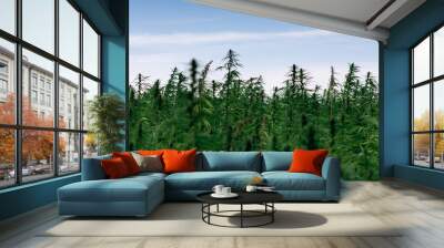 Marijuana plant at outdoor cannabis farm field Wall mural