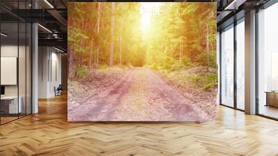 Spring forest road sunlight view. Road in autumn,spring,summer forest. Spring forest road urban path. Wall mural