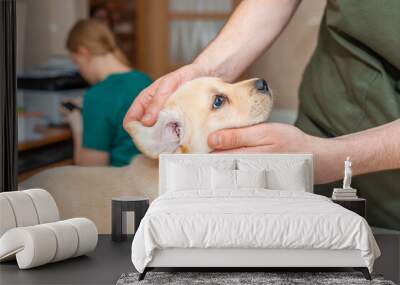 Veterinarian examining ears of cute puppy labrador dog at vet clinic. Wall mural