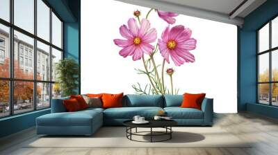 Bouquet with pink flower of cosmea (Cosmos bipinnatus, Mexican aster, garden cosmos). Watercolor hand drawn painting illustration isolated on white background. Wall mural