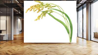 Branch of the rice plant with leaves and grains (Oryza sativa, Asian rice). Watercolor hand drawn painting illustration isolated on a white background. Wall mural