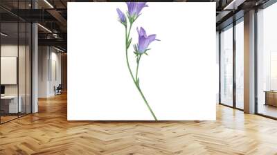 Close-up of blue spreading bellflower flowers (Campanula patula, little bell,  bluebell, rapunzel, harebell). Watercolor hand painting illustration on isolate white background. Wall mural