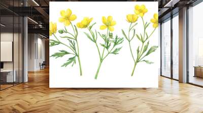 Set of the yellow flower meadow buttercup (known as Ranunculus acris, sitfast, spearworts or water crowfoots). Watercolor hand drawn painting illustration isolated on white background Wall mural