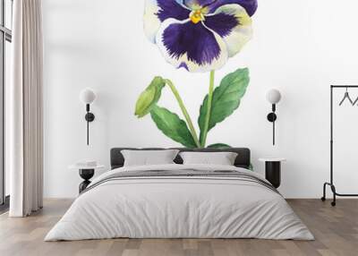 The blue garden tricolor pansy flower (Viola tricolor, viola arvensis, heartsease, violet, kiss-me-quick with leaves. Hand drawn botanical watercolor painting illustration isolated on white background Wall mural