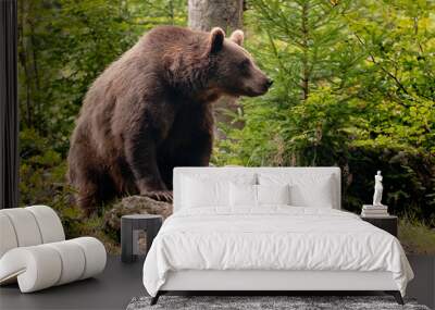 Brown bear Wall mural