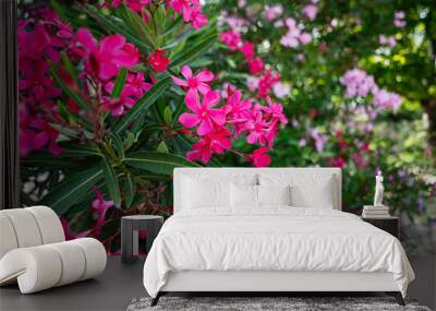 Beautiful pink flowers in a lush garden with green foliage Wall mural