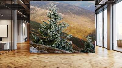 Frost on new year tree background autumn forest at Carpathian mo Wall mural