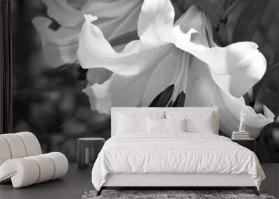 Flowering lily in the garden in the summer. Black background.Black and white photo. Wall mural