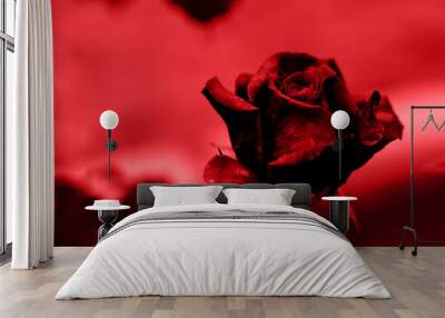 red rose petals on the red natural blurred background with clipping path. Closeup. For design, texture, background. Nature. Wall mural