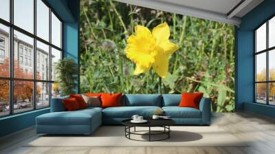 Yellow Narcissus Flower Wall mural