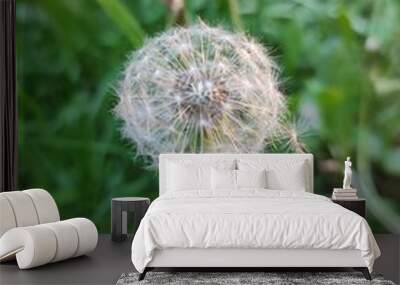 fluffy white dandelion Wall mural