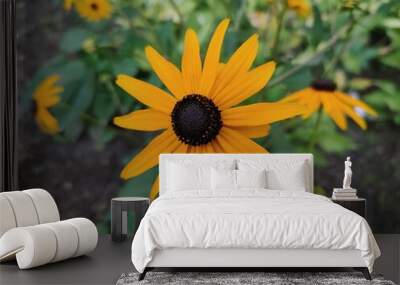 Rudbeckia. Beautiful yellow flowers. Wall mural