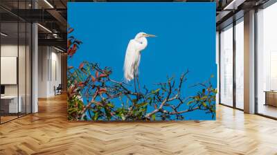 A great Egret, Ardea alba, on the colourful tree under colourful summer fresh blue sky, Thale Noi Lake, Phatthalung, Thailand. Wall mural