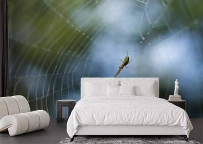 Spider on the web covered with water droplets Wall mural