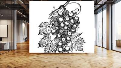 Set of grapes monochrome sketch. Hand drawn grape bunches. Hand drawn engraving style illustrations. Wall mural