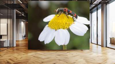 Red and blue soldier beetle.Trichodes  leucopsideus Wall mural