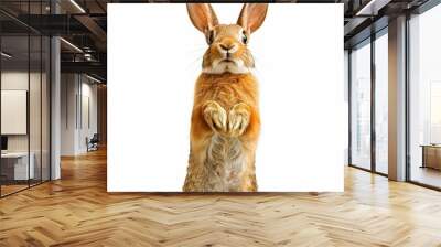 animals photography full body isolated on white background Wall mural