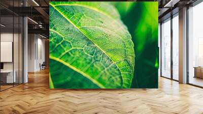 Closeup leaf texture Wall mural