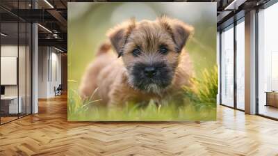 a border terrier puppy on grass Wall mural