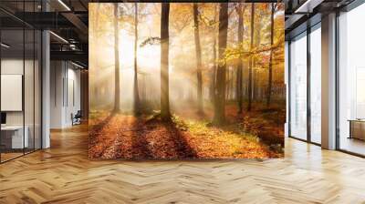 beautiful panoramic sunny forest in autumn with sunbeams through fog Wall mural