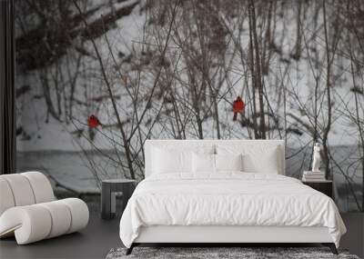 cardinals in the winter on branches Wall mural