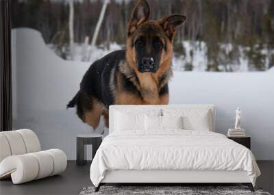 German shepherd standing in white snow in winter Wall mural