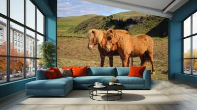 Horses in Iceland Wall mural