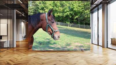 portrait of a horse Wall mural